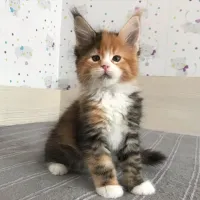 Reinrassige Maine Coons suchen liebevolles Zuhause