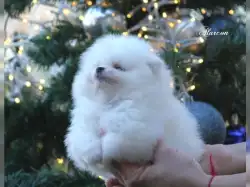 Erhältlich MINI-POMERANIAN ZWERGSPITZ BOO WELPEN ZUM VERSCHENKEN