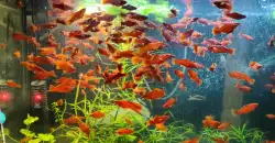 Schwertträger, intensiv rote Farbe.