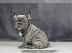 Farblich wunderschöne kräftige französische Bulldoggen super sozialisiert