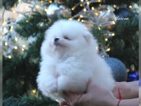 Erhältlich MINI-POMERANIAN ZWERGSPITZ BOO WELPEN ZUM VERSCHENKEN