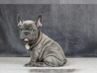 Farblich wunderschöne kräftige französische Bulldoggen super sozialisiert