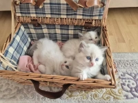 Ragdoll Kitten suchen ein liebevolles Zuhause